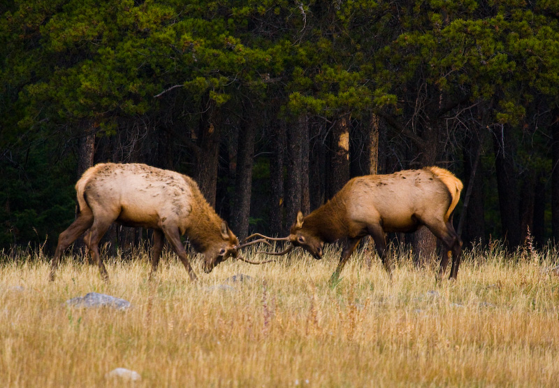 Sparring Elk